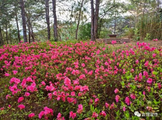 杜鹃花